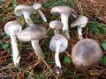 Hygrophorus agathosmus